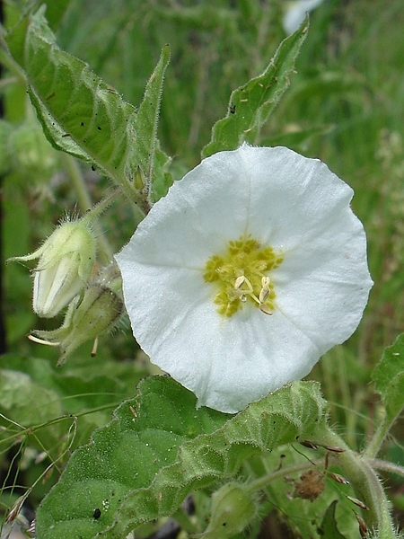 Image of Leucophysalis grandiflora
