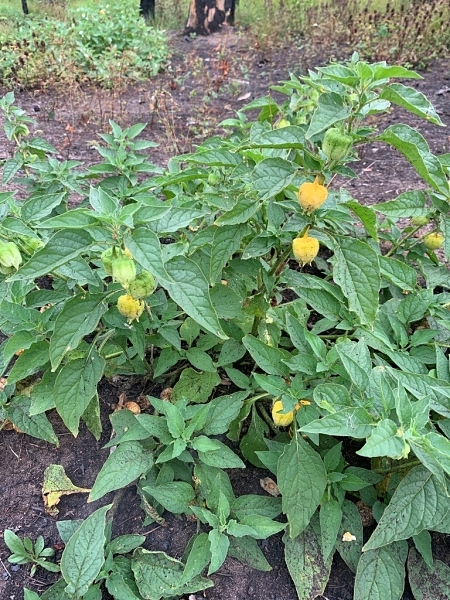 image for Leucophysalis grandiflora
