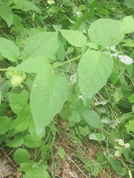 Image of Leucophysalis grandiflora
