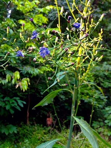 image for Lactuca floridana