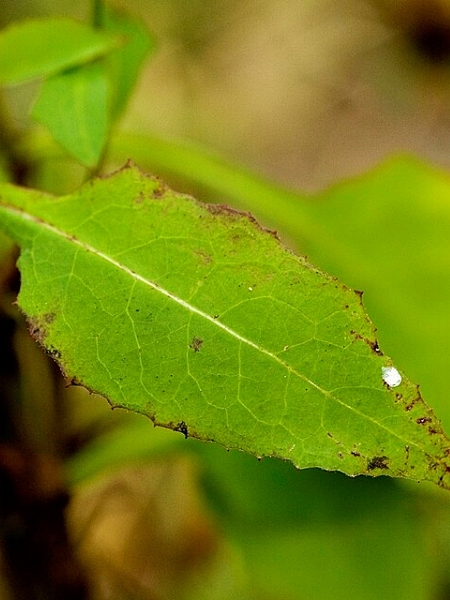 Image of Lactuca floridana