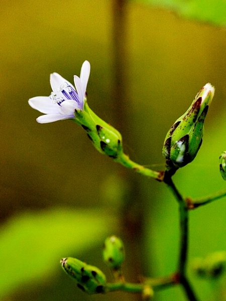 Image of Lactuca floridana