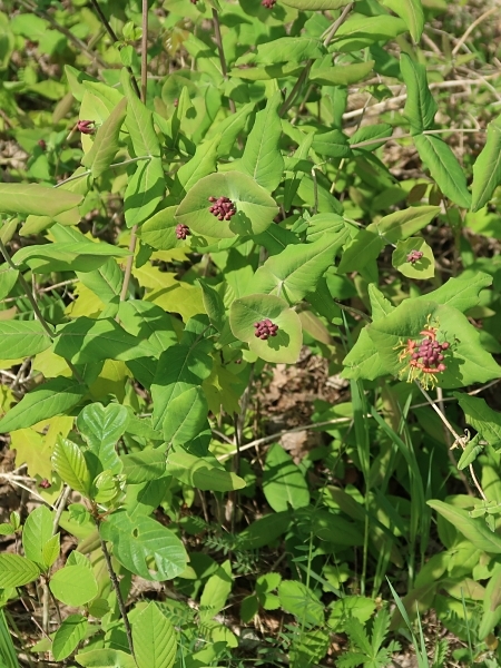 image for Lonicera dioica