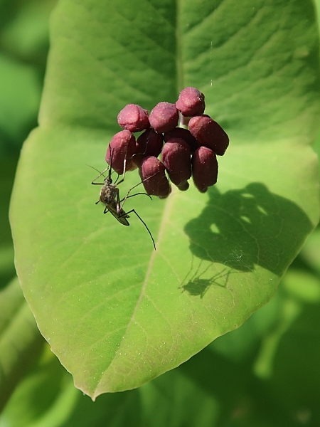 Image of Lonicera dioica