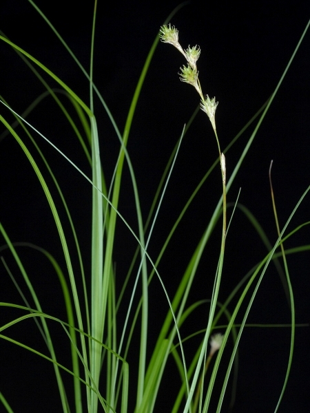 image for Carex festucacea