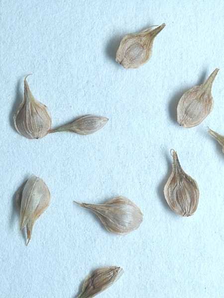 Image of Carex festucacea