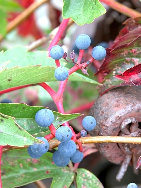 Image of Parthenocissus vitacea