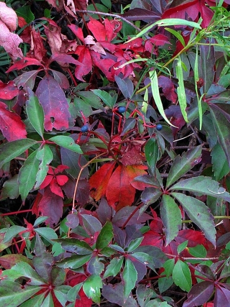image for Parthenocissus vitacea