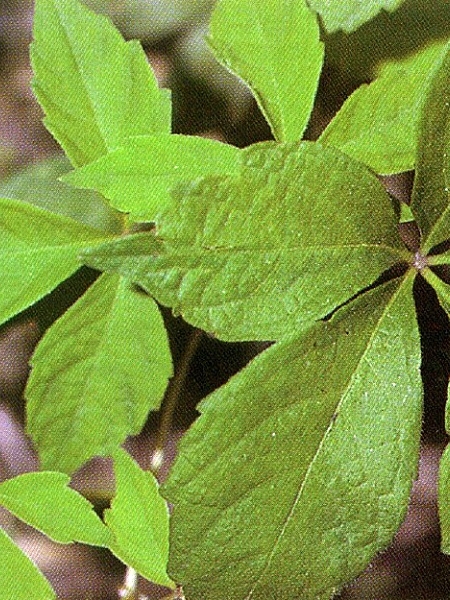 Image of Parthenocissus vitacea