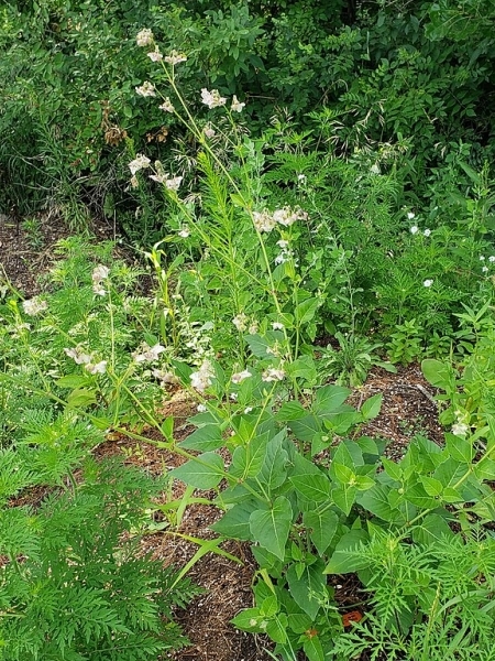 image for Mirabilis nyctaginea