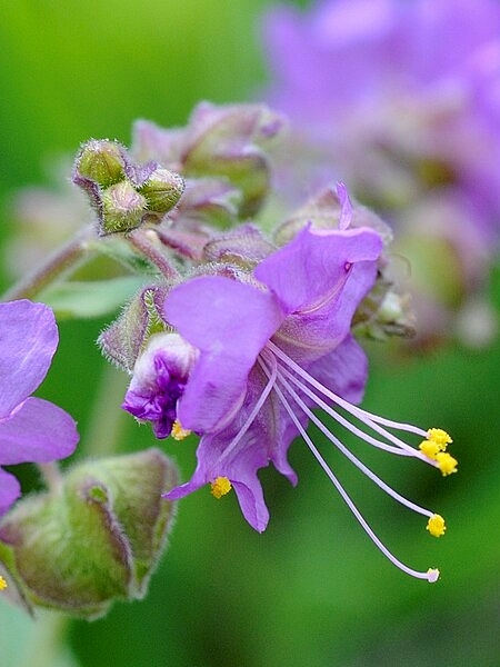 Image of Mirabilis nyctaginea