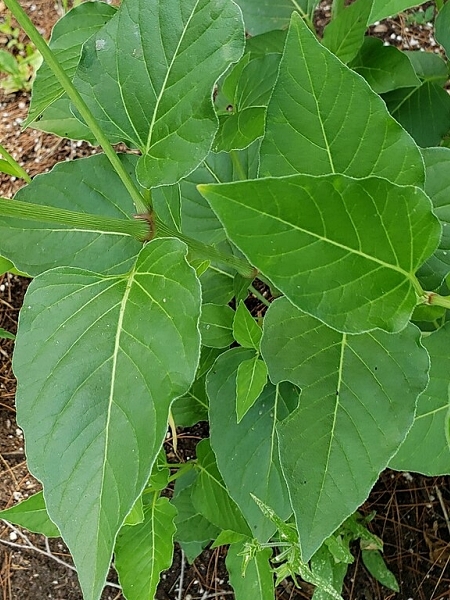 Image of Mirabilis nyctaginea