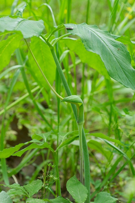 Image of Arisaema dracontium