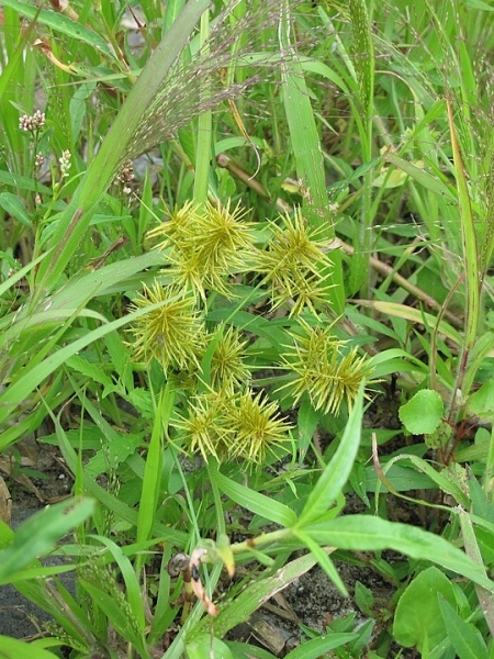 Image of Cyperus strigosus