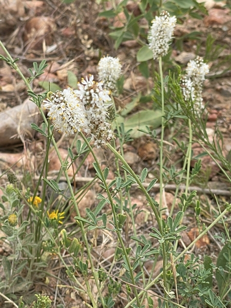 image for Dalea candida