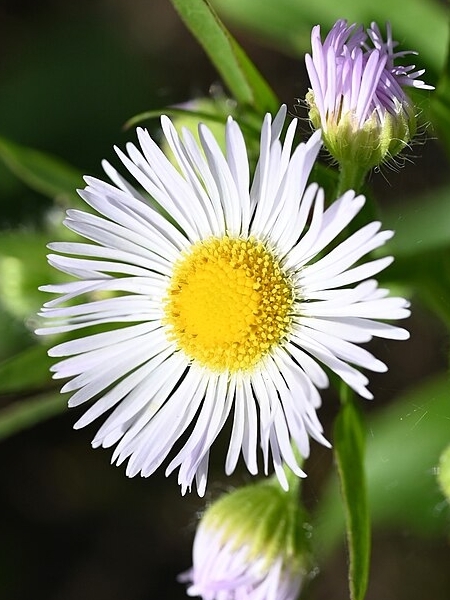 Image of Erigeron annuus