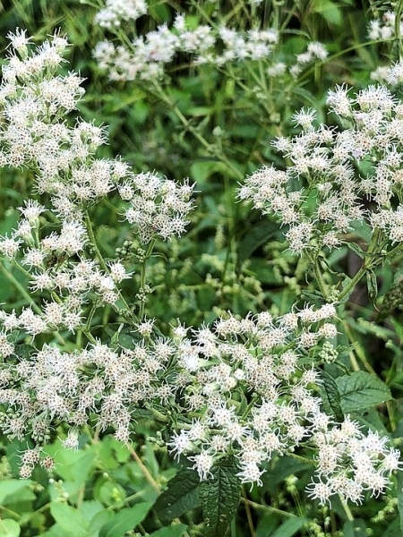 image for Eupatorium perfoliatum