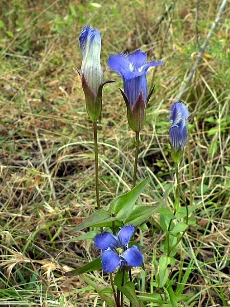 Image of Gentianopsis crinita