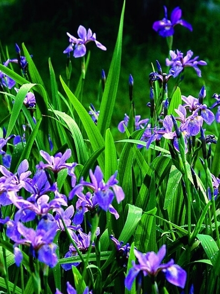 image for Iris versicolor