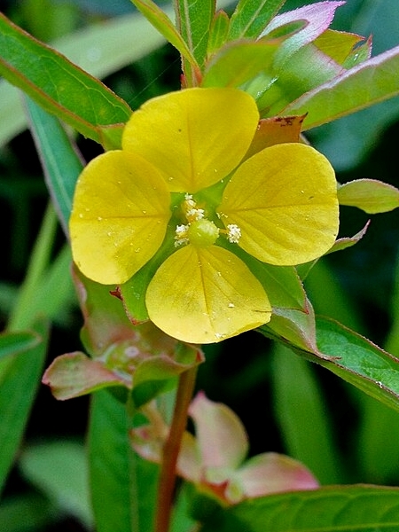Image of Ludwigia alternifolia