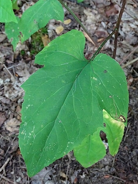 Image of Nabalus altissimus