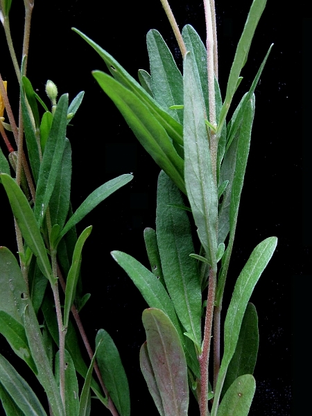 Image of Oenothera perennis