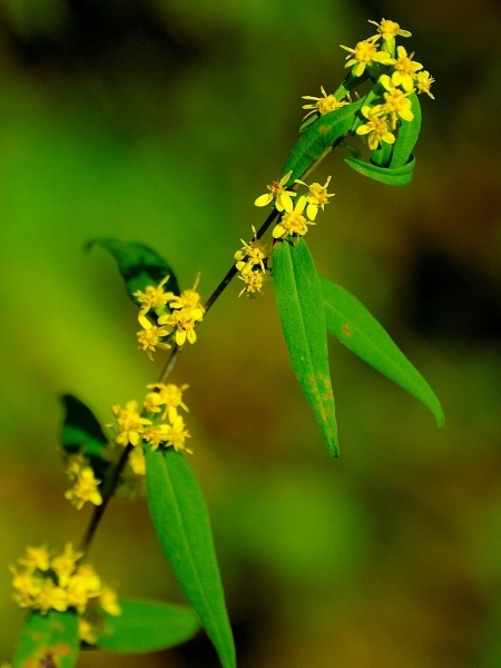Image of Solidago caesia
