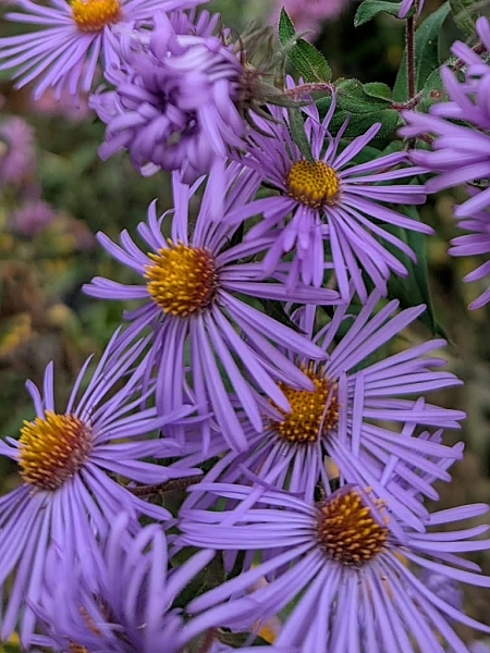Image of Symphyotrichum novae-angliae