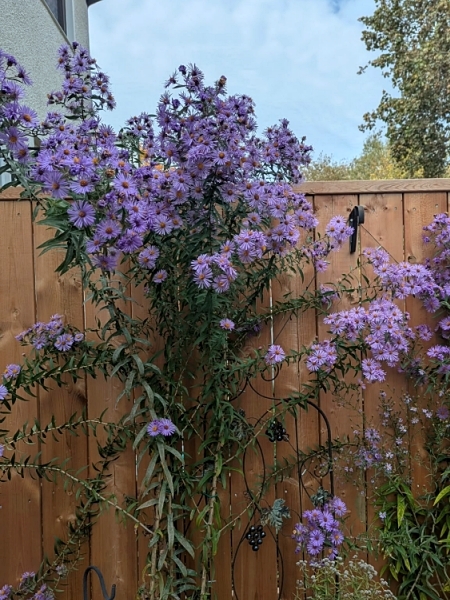 image for Symphyotrichum novae-angliae