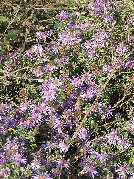 Image of Symphyotrichum sericeum